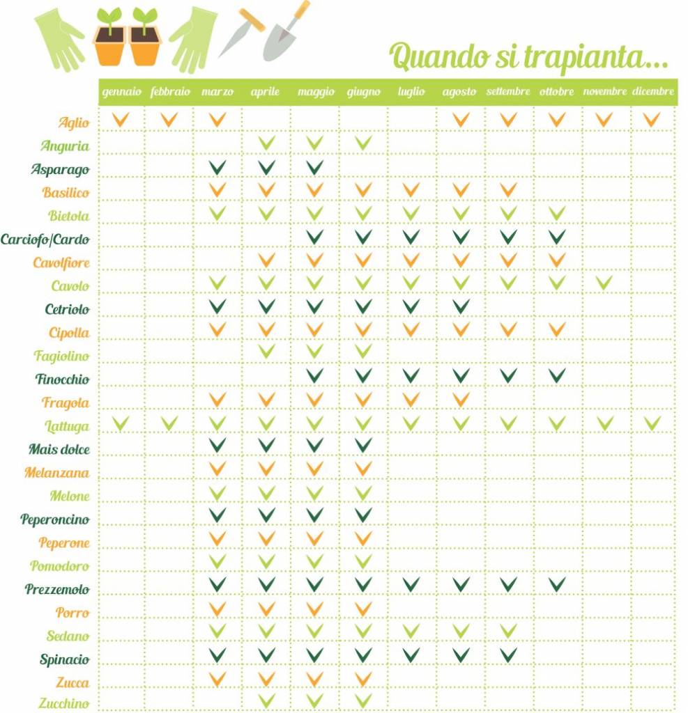 Piante da orto CALENDARIO di trapianto e raccolta (ortaggi e non solo)