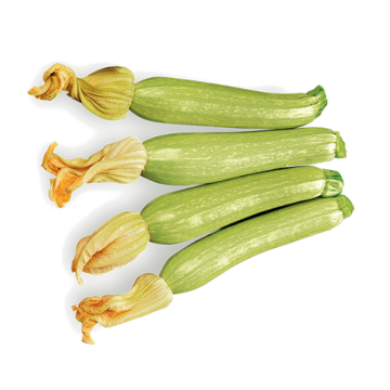zucchino-chiaro