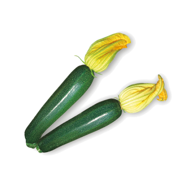 zucchino-verde-scuro