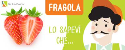 fragola-sempre