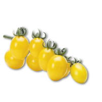 pomodoro-datterino-giallo-dolly