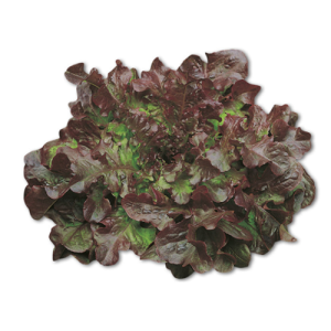 Lattuga Foglia Di Quercia Rossa - Confezione Da 9 Piantine Da Orto E Balcone - Pronta Al Trapianto - Vivaio Italiano