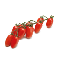 pomodoro-sorbetto-mini