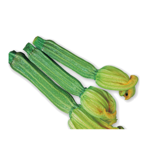 zucchino-fiorentino-fiesole